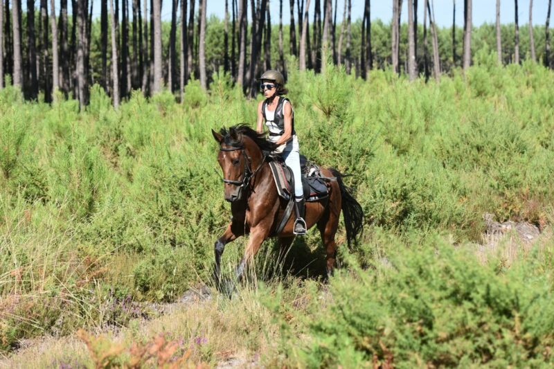Randonnée à cheval dans la forêt des Landes