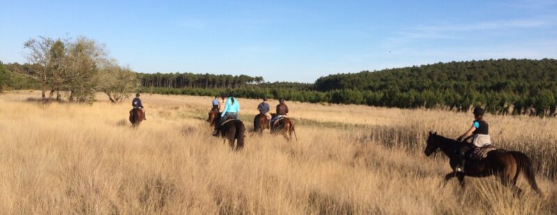 Randonnée à cheval dans les Landes