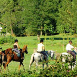 A cheval dans la forêt des Landes