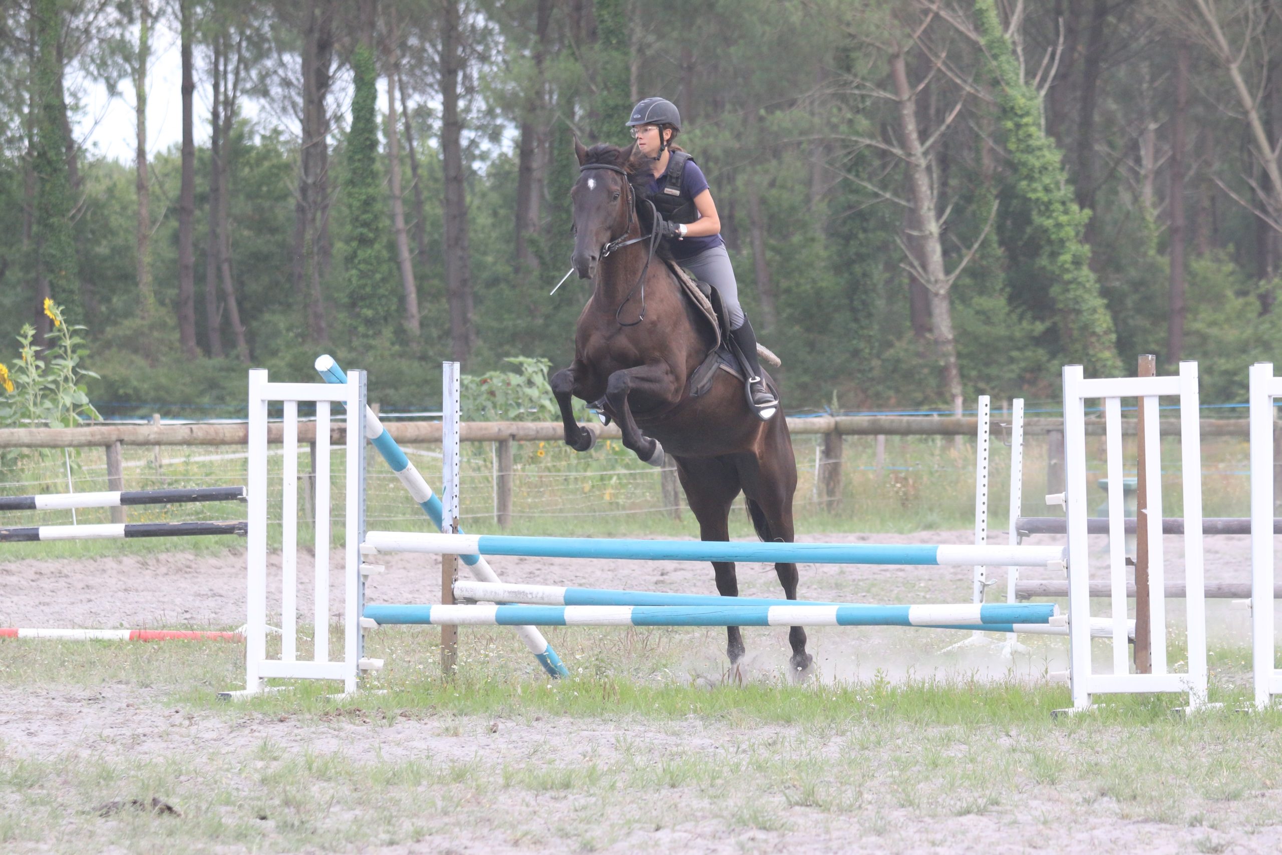 Stage Obstacle & Hunter – Perfectionnement Plat et Saut – 2 jours – Adultes – 2026