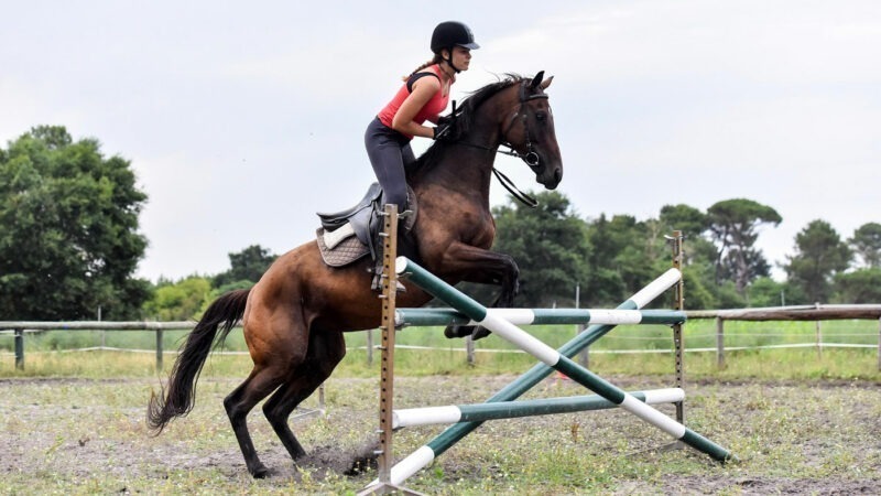 stage équitation et saut obstacle