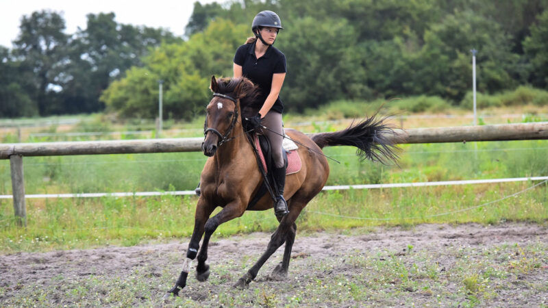 stage équitation et cours anglais